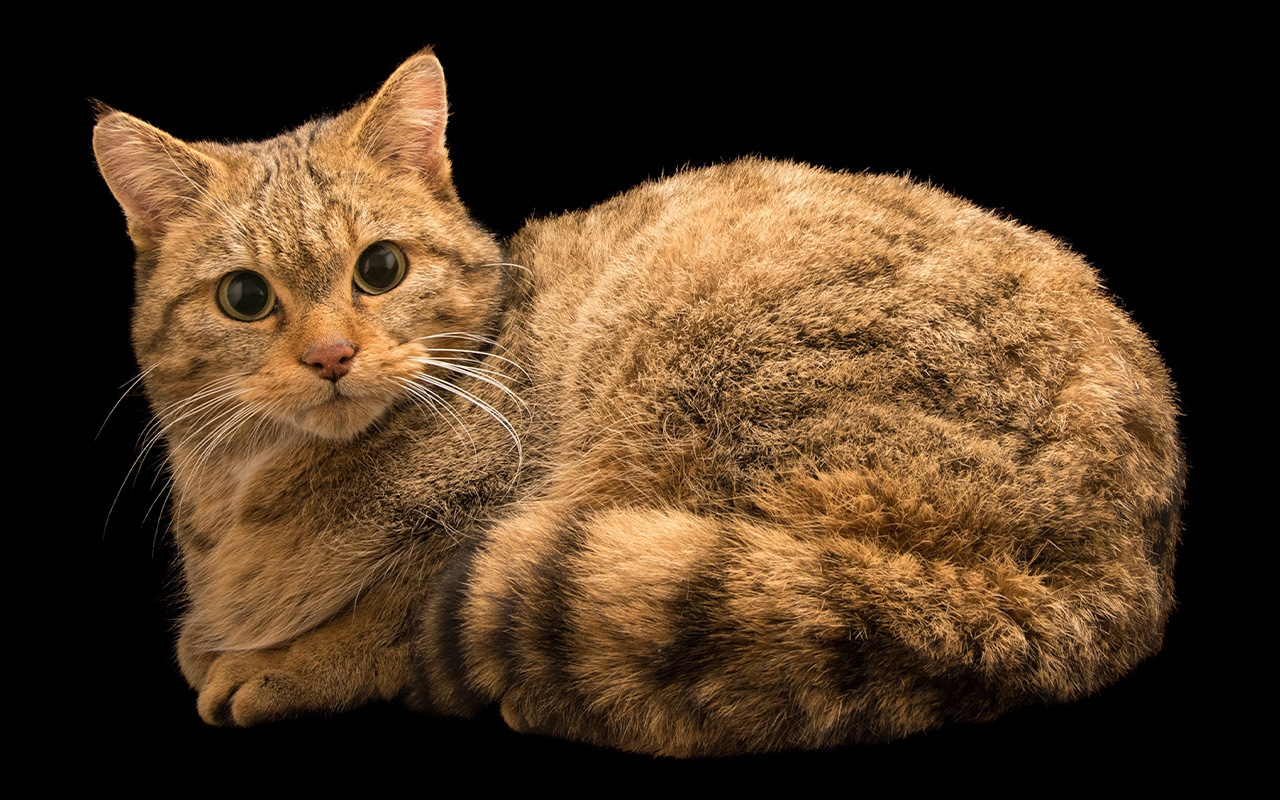 The European wildcat (pictured, an animal at Parco Natura Viva in Italy) shared habitat with the Near East wildcat in Poland 7,000 years ago.