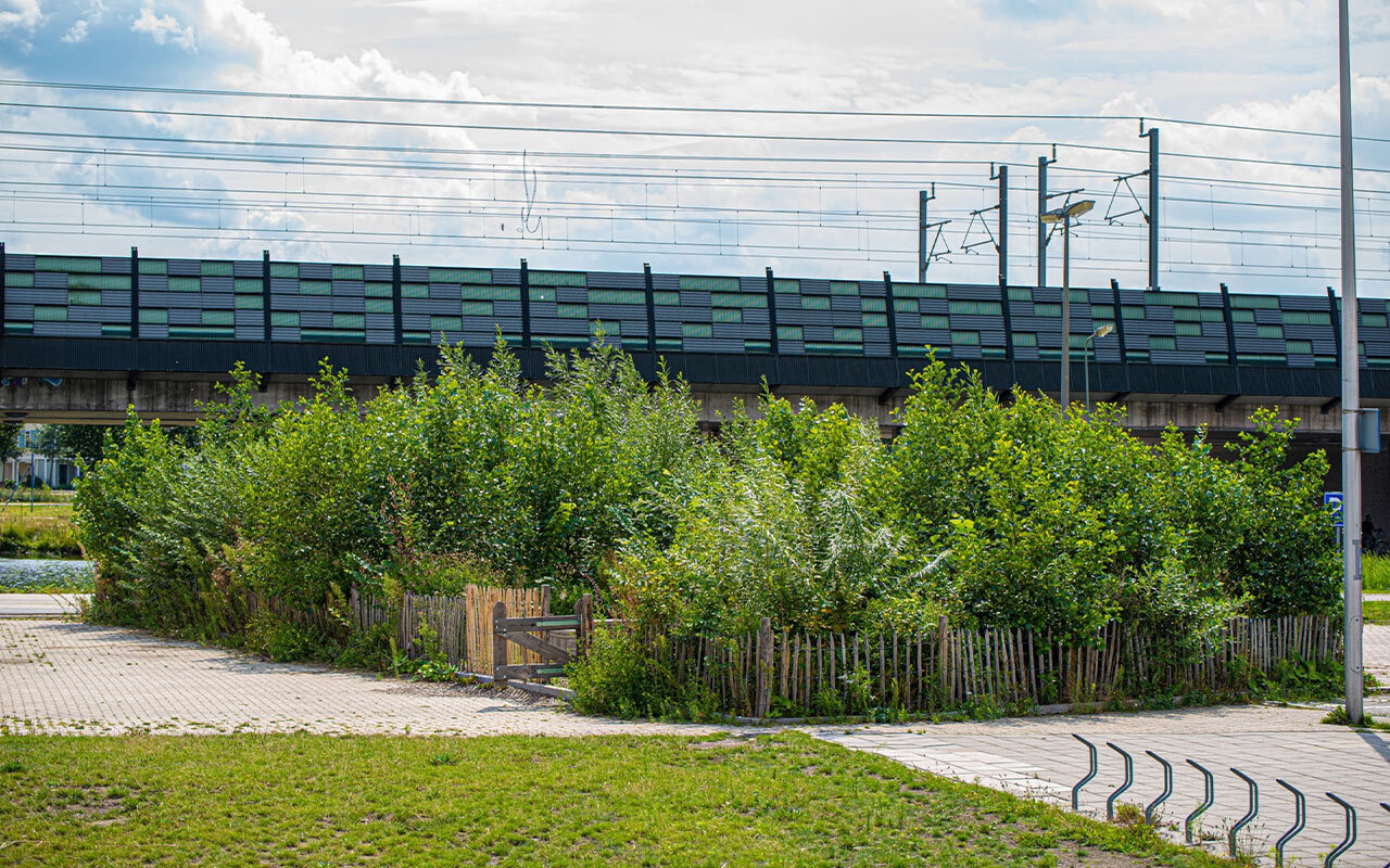 Tiny Forests like this one in the Netherlands, are becoming more common around the world.