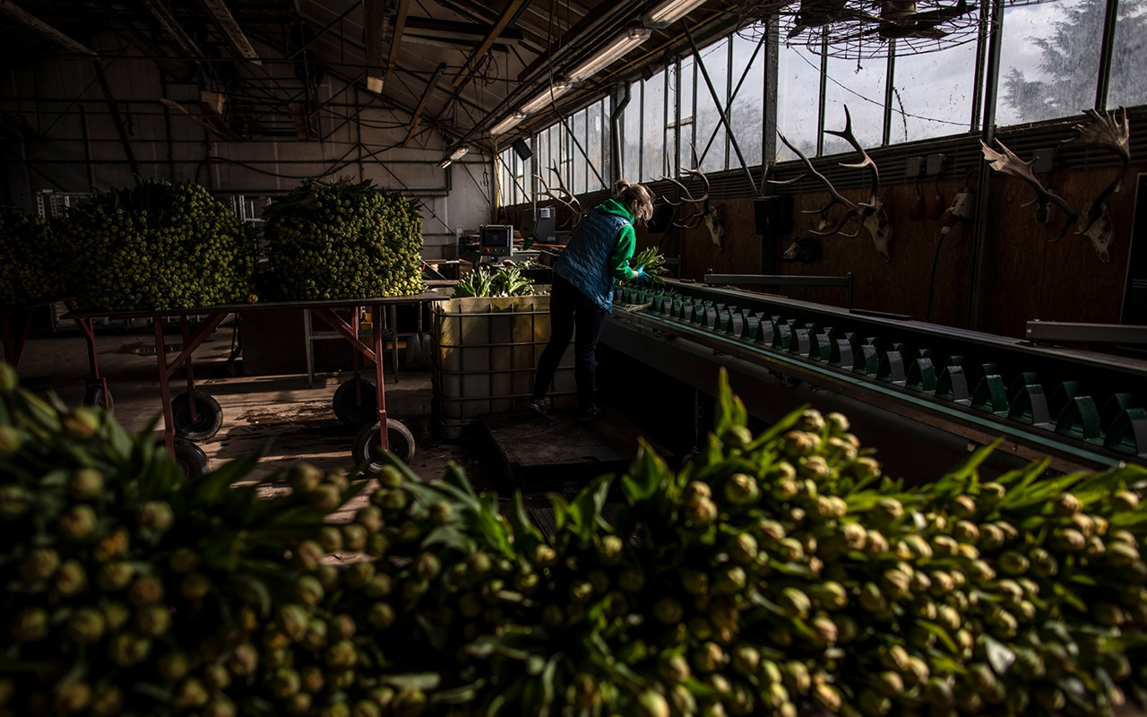 A worker prepares tulips to go to market at the Van Hage flower farm in Noordwijkerhout, Netherlands.