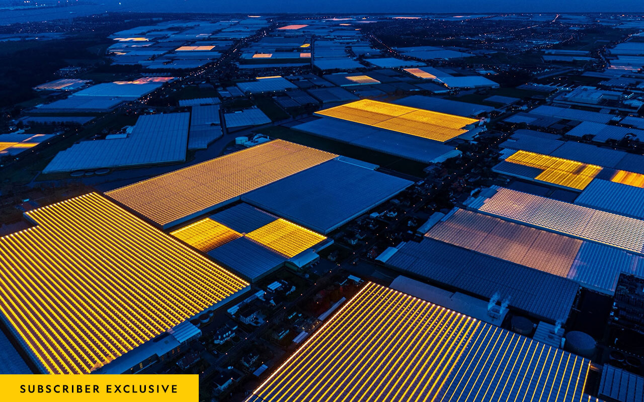 Furrows of artificial light lend an otherworldly aura to Westland, the greenhouse capital of the Netherlands.