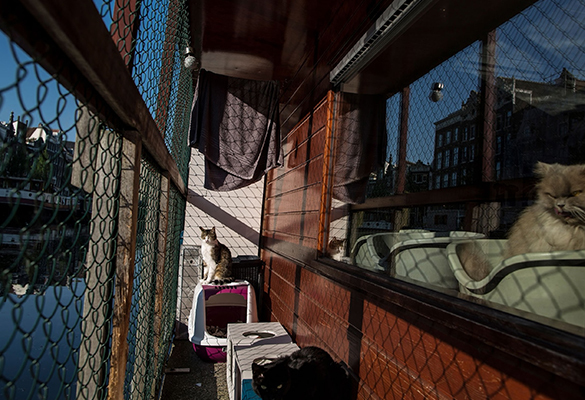 Borre, left, a nine-year-old male, enjoys the sun on the Catboat's deck while Kasumi, right, a 10-year-old female, looks out the window.