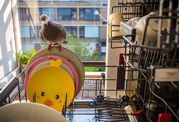 Ollie, a pigeon who visits photographer Jasper Doest’s apartment in the Netherlands every day, perches on a plate while Doest fills the dishwasher. Ollie’s partner, Dollie, watches from the outside.