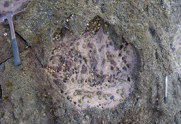 A newfound site on Scotland's Isle of Skye contains about 50 dinosaur footprints, many belonging to long-necked dinosaurs called sauropods. This footprint preserves the outlines of a sauropod's toes—and even traces the animal's fleshy heel pad.