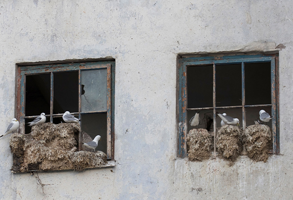 Black-legged kittiwakes set up house in a Norwegian town. A combination of factors is causing the gulls to leave their nesting cliffs and head to cities to raise families.