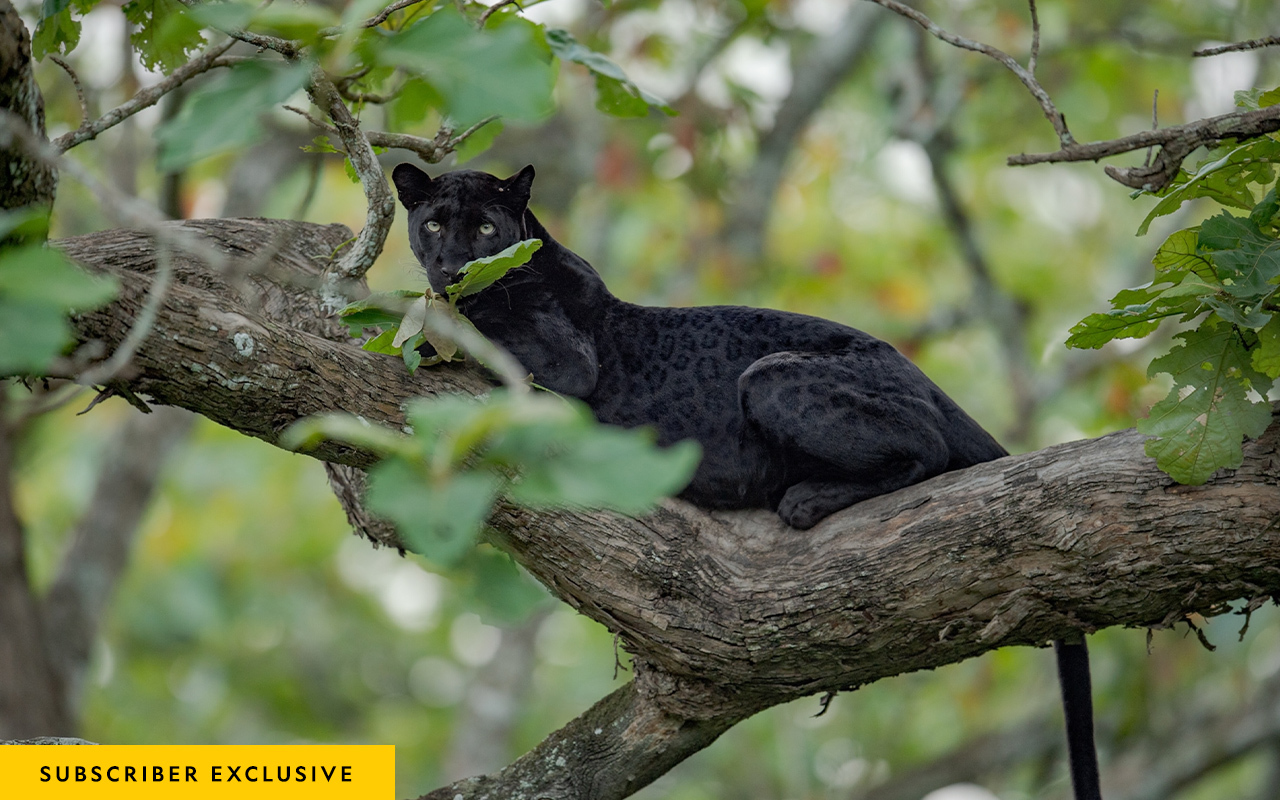 A black panther rests on a branch of a teak tree. Black panthers are leopards with a genetic mutation that causes the dark pigmentation of their coats. The rosette patterns are still visible against their fur.