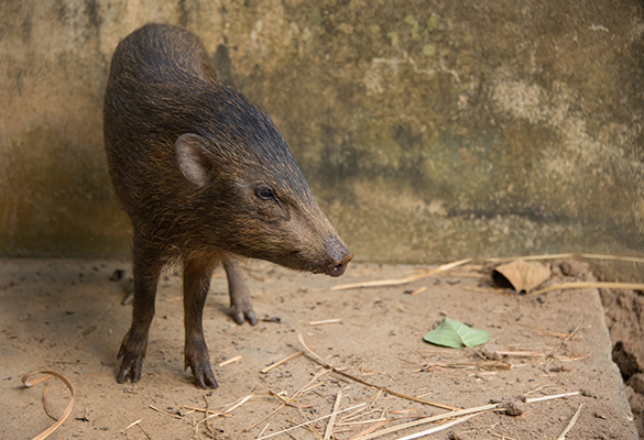 A captive pygmy hog at the Pygmy Hog Breeding Centre in Guwahati, India.