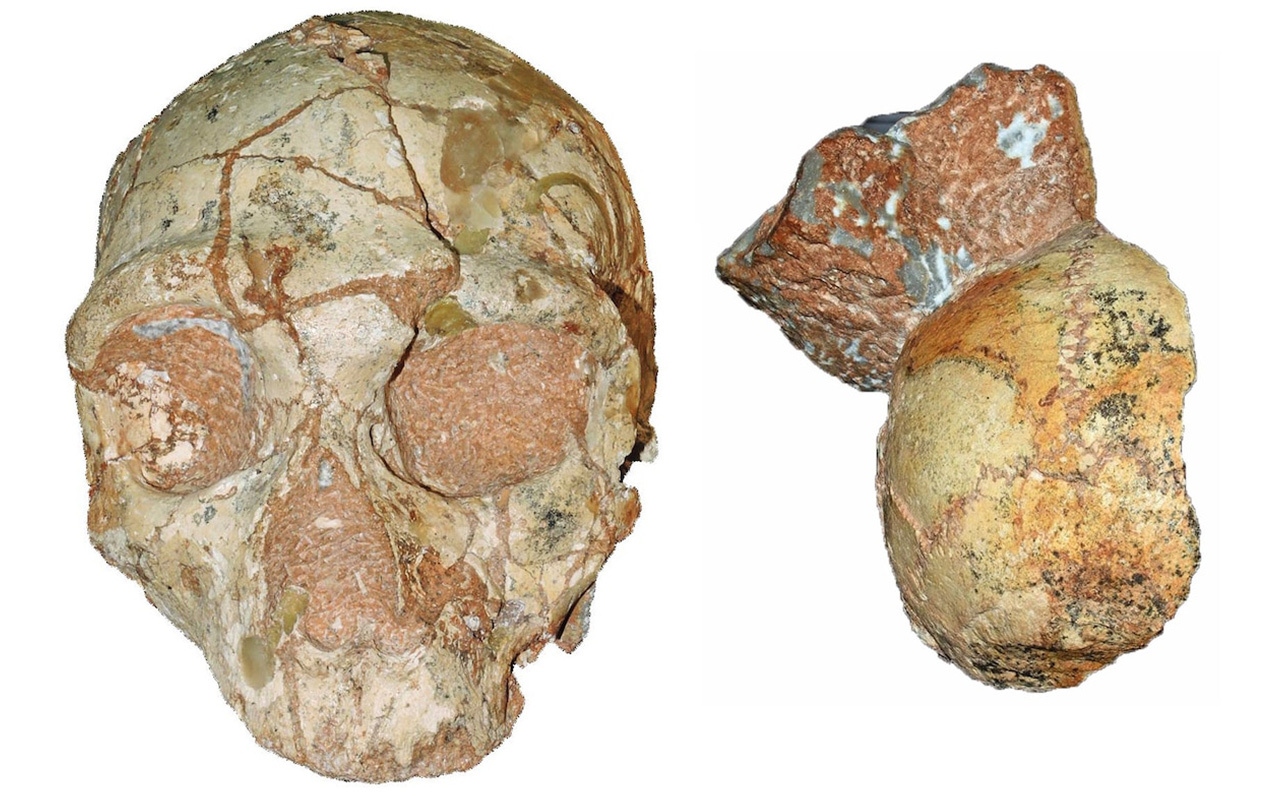 These fragmented fossils, which were found mere inches apart, could be the skulls from two hominin species separated by tens of thousands of years—a 170,000-year-old Neanderthal (left) and a 210,000-year-old early modern human.