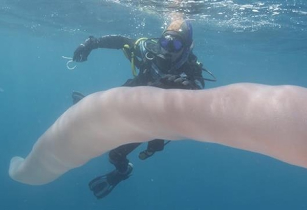 Watch as two divers encounter this 26-foot long pyrosome.