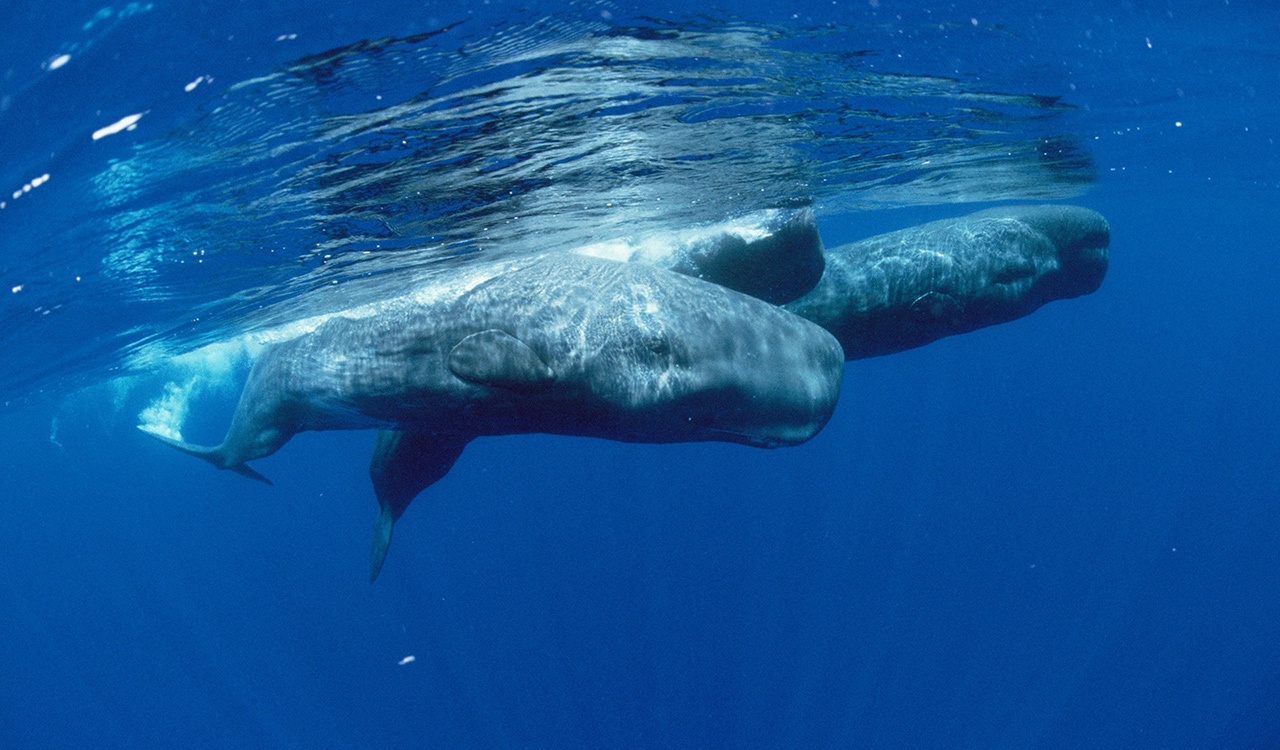 Sperm whales are known to dive as deep as 3,280 feet in search of squid, holding their breath for as long as 90 minutes.