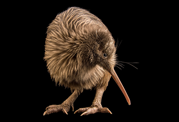 An endangered rowi kiwi or okarito kiwi, Apteryx rowi, at the West Coast Wildlife Centre in Franz Josef, South Island, New Zealand