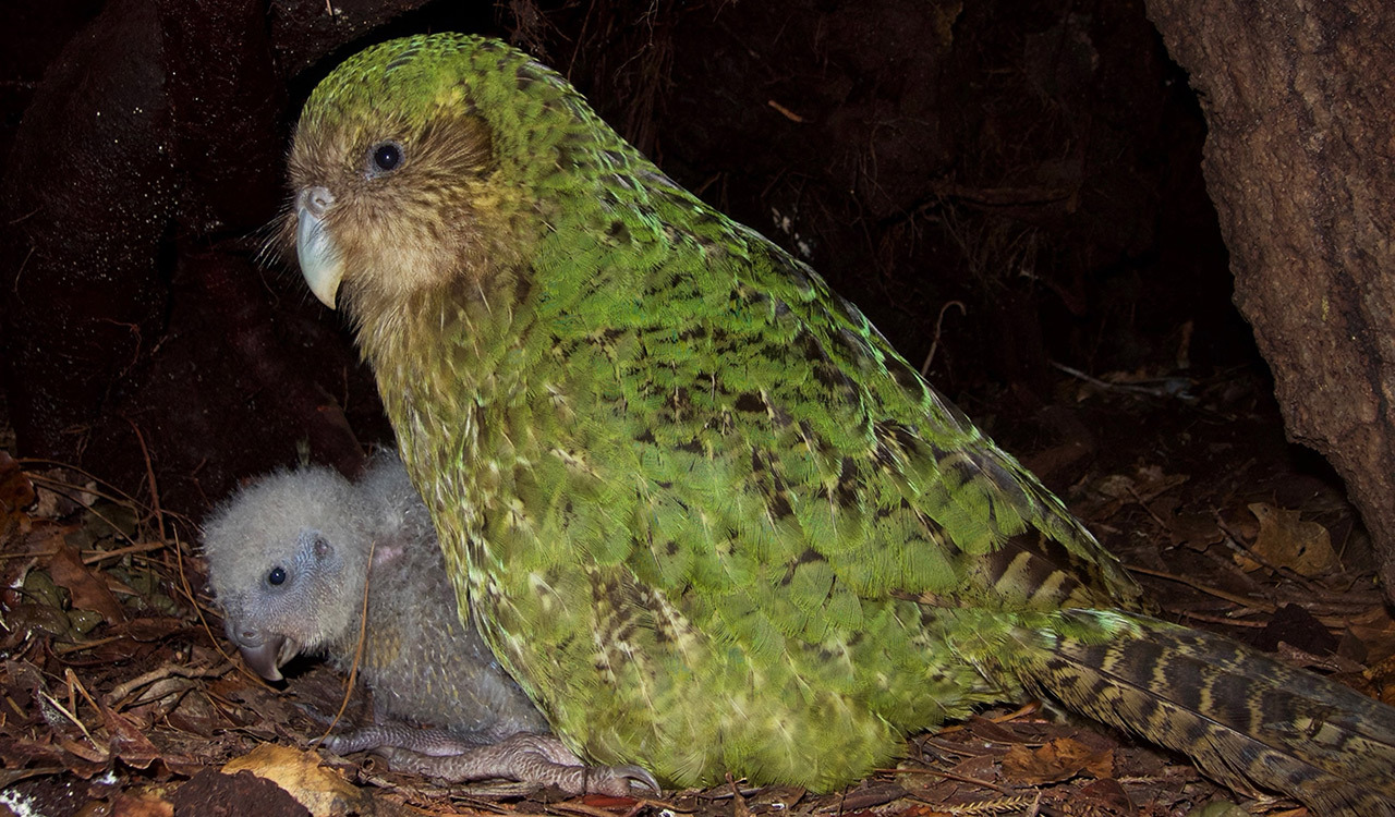 A female kakapo sits with her chick on Whenua Hou/Codfish Island in New Zealand. Nocturnal and flightless, these unusual parrots are critically endangered, with only 147 adults left in the world.