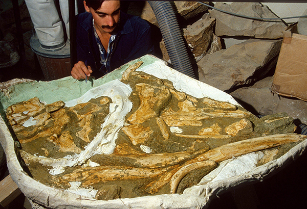 Fossil preparator Andrew Grebneff works on the Toipahautea waitaki specimen.