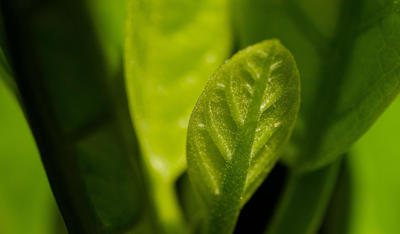 These glossy green leaves can be found on hundreds of cultivated kaikōmako on the New Zealand mainland. Today’s trees all originate from the only known wild specimen, on an island called Manawatāwhi.