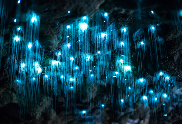 After climbing down a clay bank, Poste was able to capture this glowworm supercluster. Patience was critical, as he spent over 60 hours deep inside the caves to create his film and images.