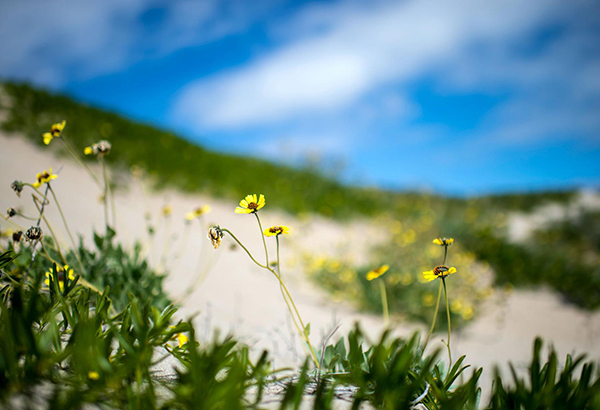 Flowers bloom during a rare wet period in Chile's Atacama Desert in August 2017.