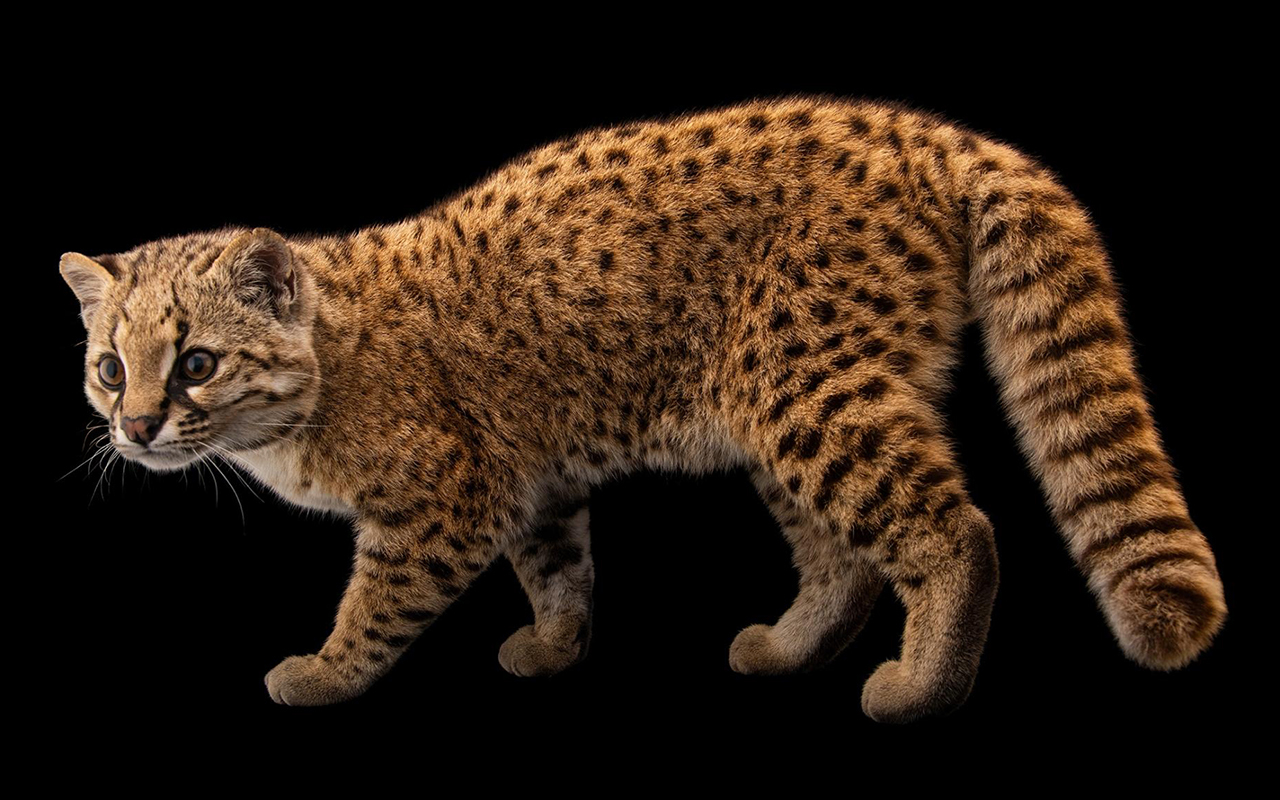 Pikumche is a male northern güiña who was orphaned and raised by people at Fauna Andina in Chile. He was a "sweetheart" during his photo shoot, photographer Joel Sartore says, even rubbing against his legs.