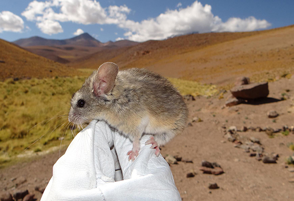 A yellow-rumped leaf-eared mouse (Phyllotis xanthopygus), perched on a researcher's glove, at high-altitude on the slopes of Llullaillaco volcano. This species dwells at higher elevations than any other mammal.