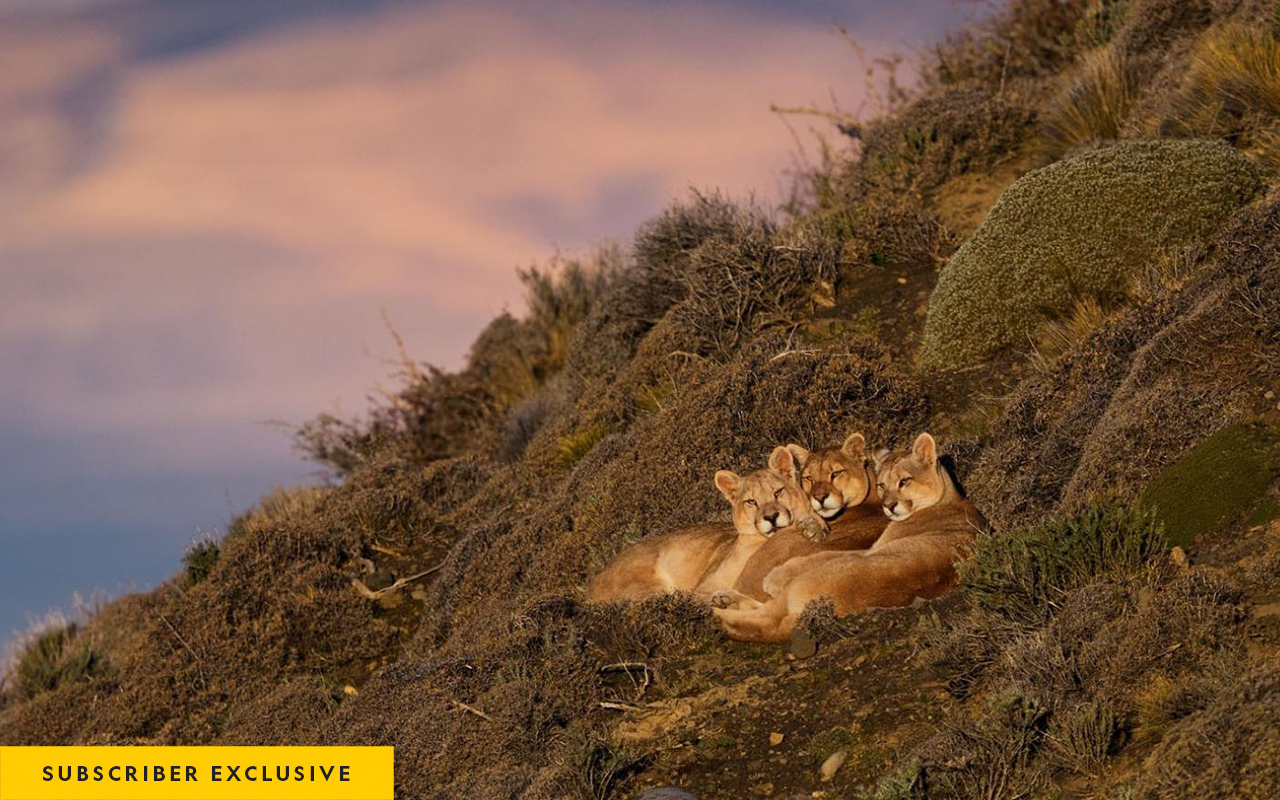 Pincushion shrubs and shards of rock don’t trouble the puma known as Sarmiento, at center, or her 11-month-old cubs, huddled up at the end of a winter’s day above Lake Sarmiento, near Chile’s Torres del Paine National Park. The matriarch, who has raised several generations of cubs, spends most of her time hunting— and napping—along this waterfront.