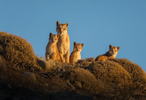 A female puma, known to park officials as Colmillo, and her three cubs scan the horizon in Chile's Torres del Paine National Park.