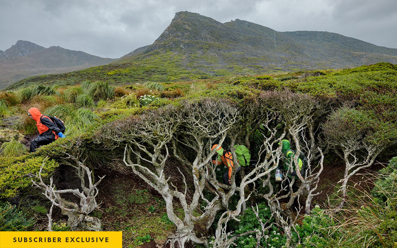 Searching for Earth’s southernmost tree, scientists traverse windswept Isla Hornos. They sometimes had to walk on top of thick trees and shrubs, moving gingerly to avoid sliding into steep ravines.