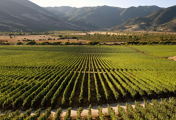 Chile's scenic Colchagua Valley is famous for its bold, red wine.