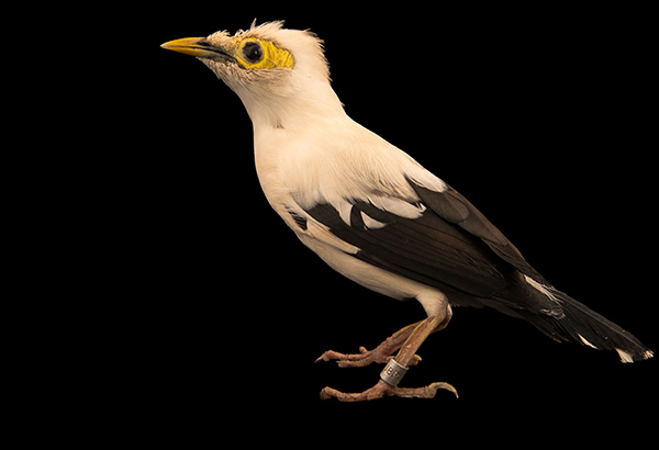 The three species colloquially called black-winged mynahs are critically endangered, with the illegal trade for pet birds in Indonesia playing a major role in their decline.