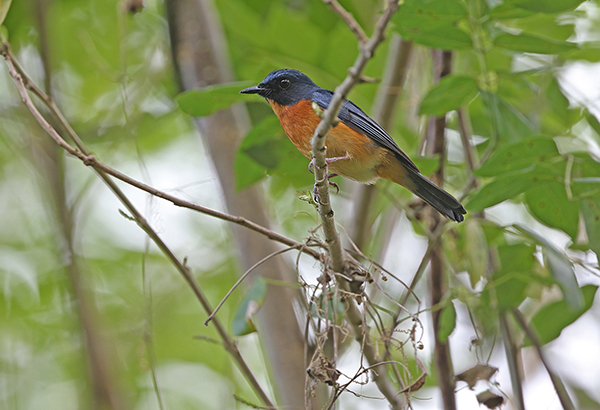 The Togian jungle flycatcher is a new subspecies of bird found on Batudaka, which is part of the Togian Islands.