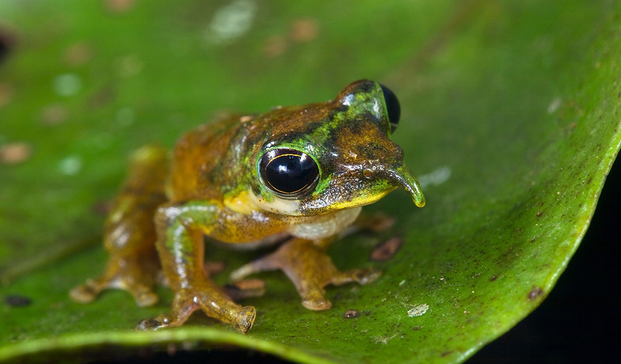 The northern Pinocchio frog, Litoria pinocchio, sits on a leaf in Indonesia's Foja Mountains.