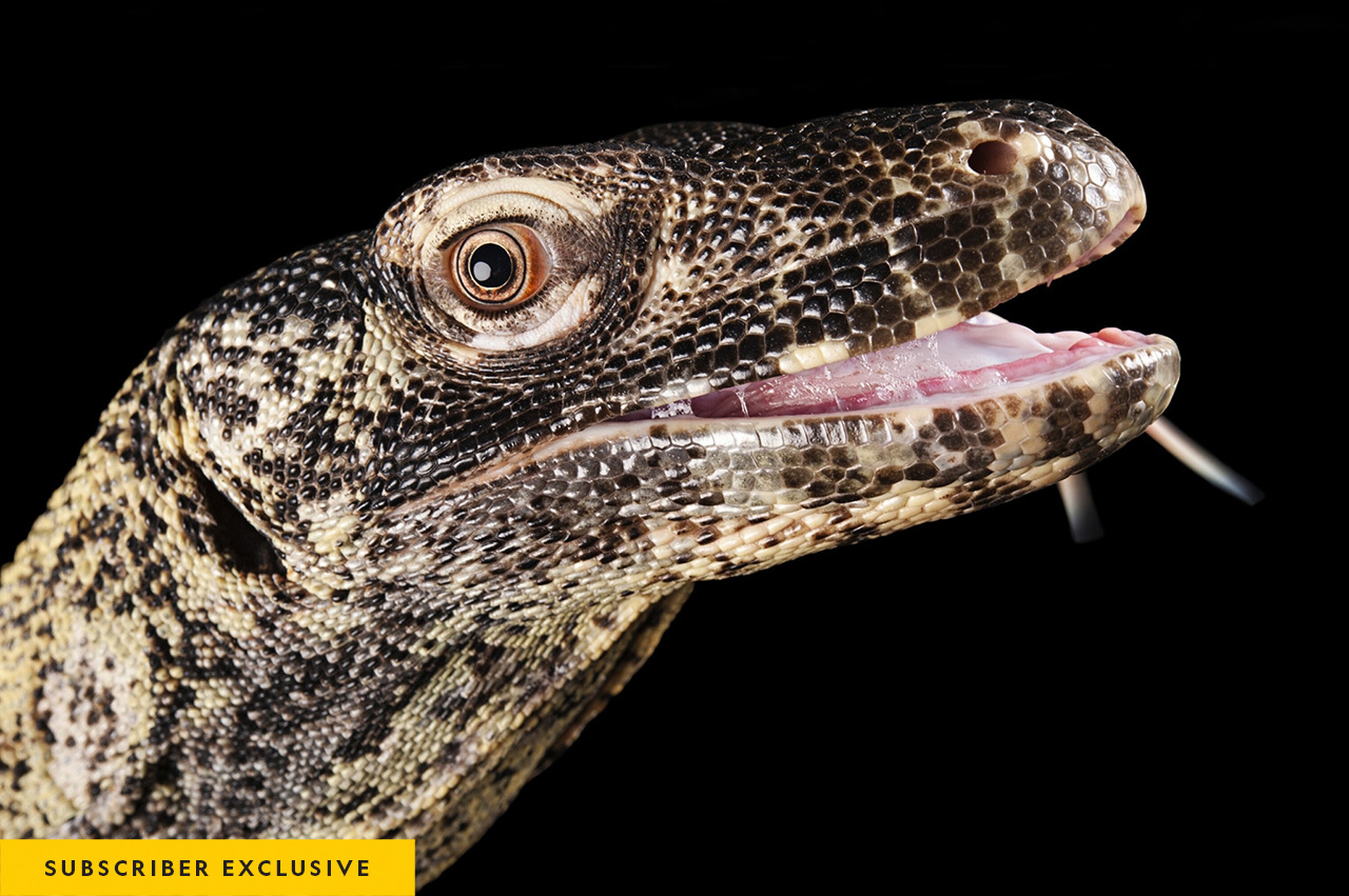 Joel Sartore photographed this Komodo dragon at the Houston Zoo for Photo Ark.