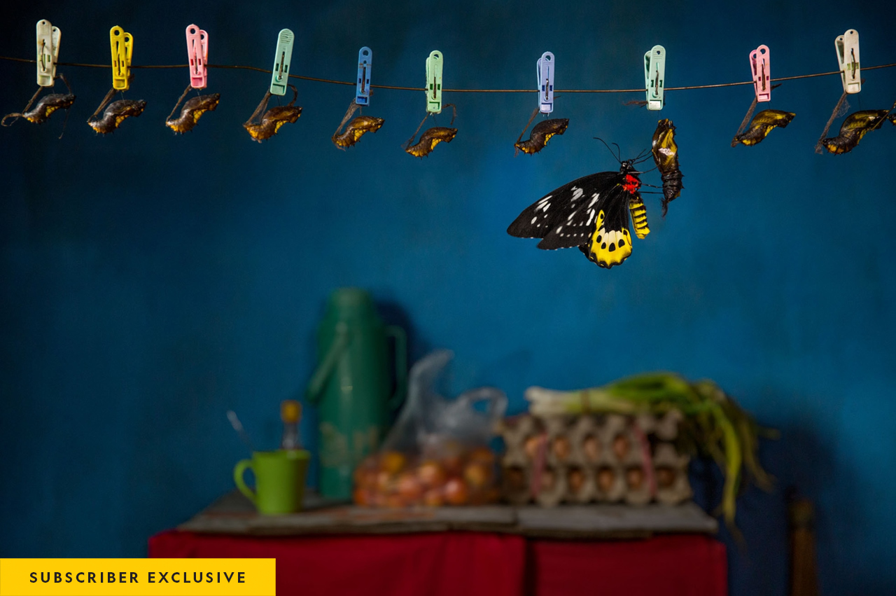 A goliath birdwing hatches in the kitchen of a tourist house in West Papua, Indonesia. Hatchlings are killed young, to preserve their wings. The trade in rare butterflies—both legal and illegal—spans the planet, from catchers to middlemen to collectors.