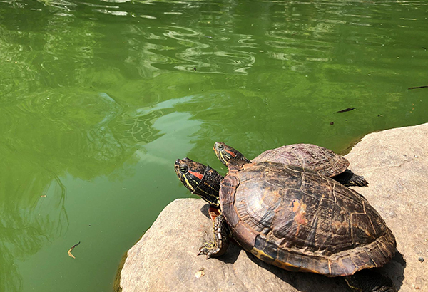 Two red-eared sliders—likely former pets—bask on the stones lining Morningside Pond in Manhattan's Upper West Side.