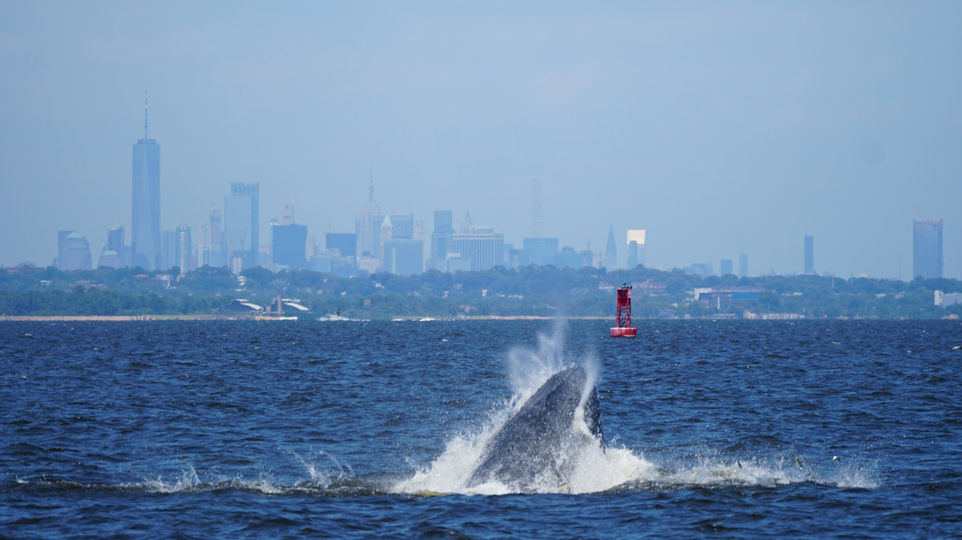 In July 2018, humpback whale NYC0082 feeds on menhaden—a prime food source and a key species in Atlantic ecosystems—in New York Bay.