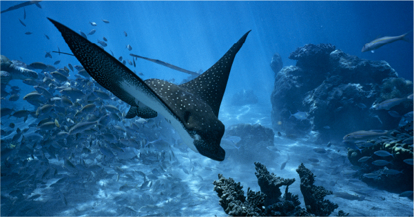 Manta ray underwater