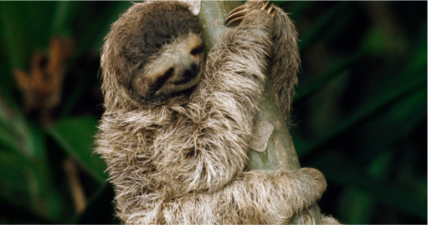 A sloth on a tree