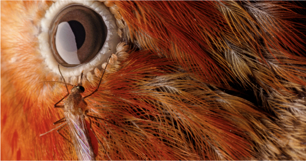 A bug crawls towards an animal's eye