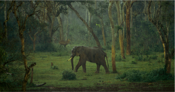 An elephant walks through a verdant forest