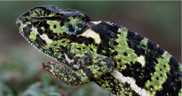 A green and black lizard