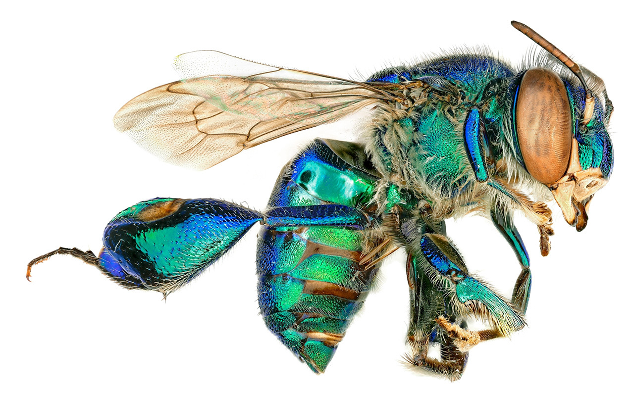 Iridescent orchid bees, tropical cousins of bumblebees and honeybees, were among the multitude of insects that entomologists collected at an observation tower in Brazil.