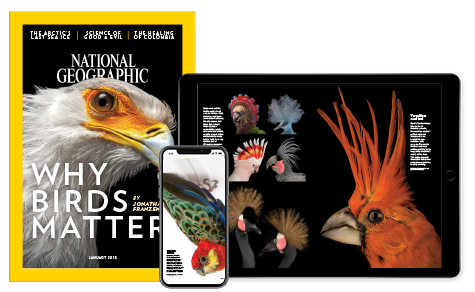 National Geographic magazine, with tablet and mobile phone show features of the January 2019 issue "Why Birds Matter"