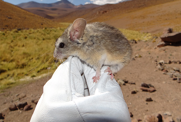 A yellow-rumped leaf-eared mouse, perched on a researcher's glove, at high-altitude on the slopes of Llullaillaco volcano.