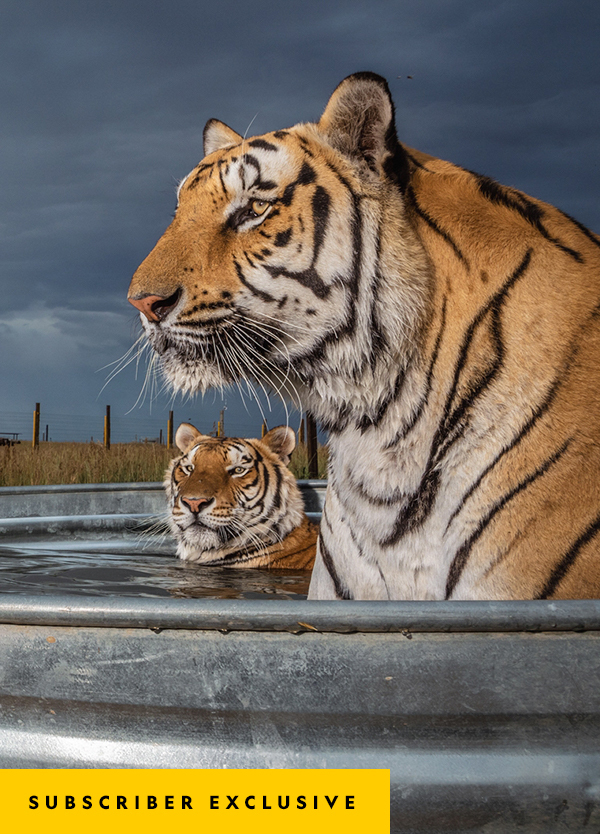 Clay, Daniel, and Enzo, three of 39 tigers rescued from an animal park in Oklahoma, gather at a pool at the Wild Animal Sanctuary in Keenesburg, Colorado.