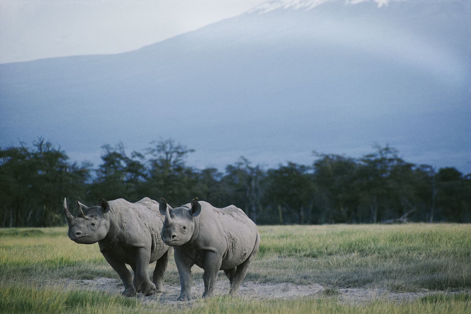 A pair of rhinos in a Kenyan game reserve, MASAI AMBOSELI GAME RESERVE, KENYA.