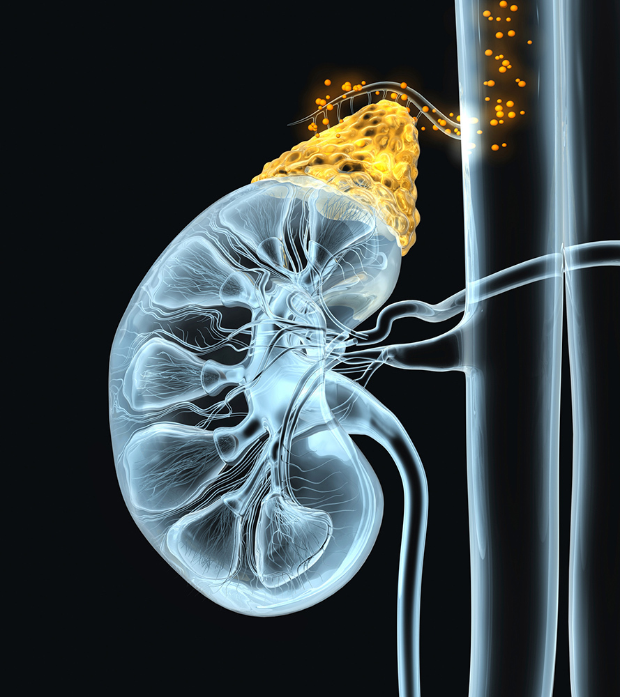 A computer illustration showing the internal and external anatomy of a kidney and adrenal gland as it secretes hormones.