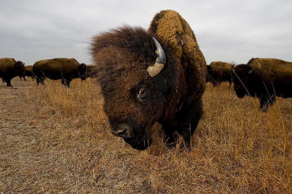 Photo of buffalo in a field