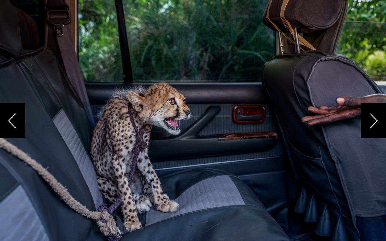 This seven-month-old cheetah has been rescued in Somaliland, but many are trafficking and sold abroad.