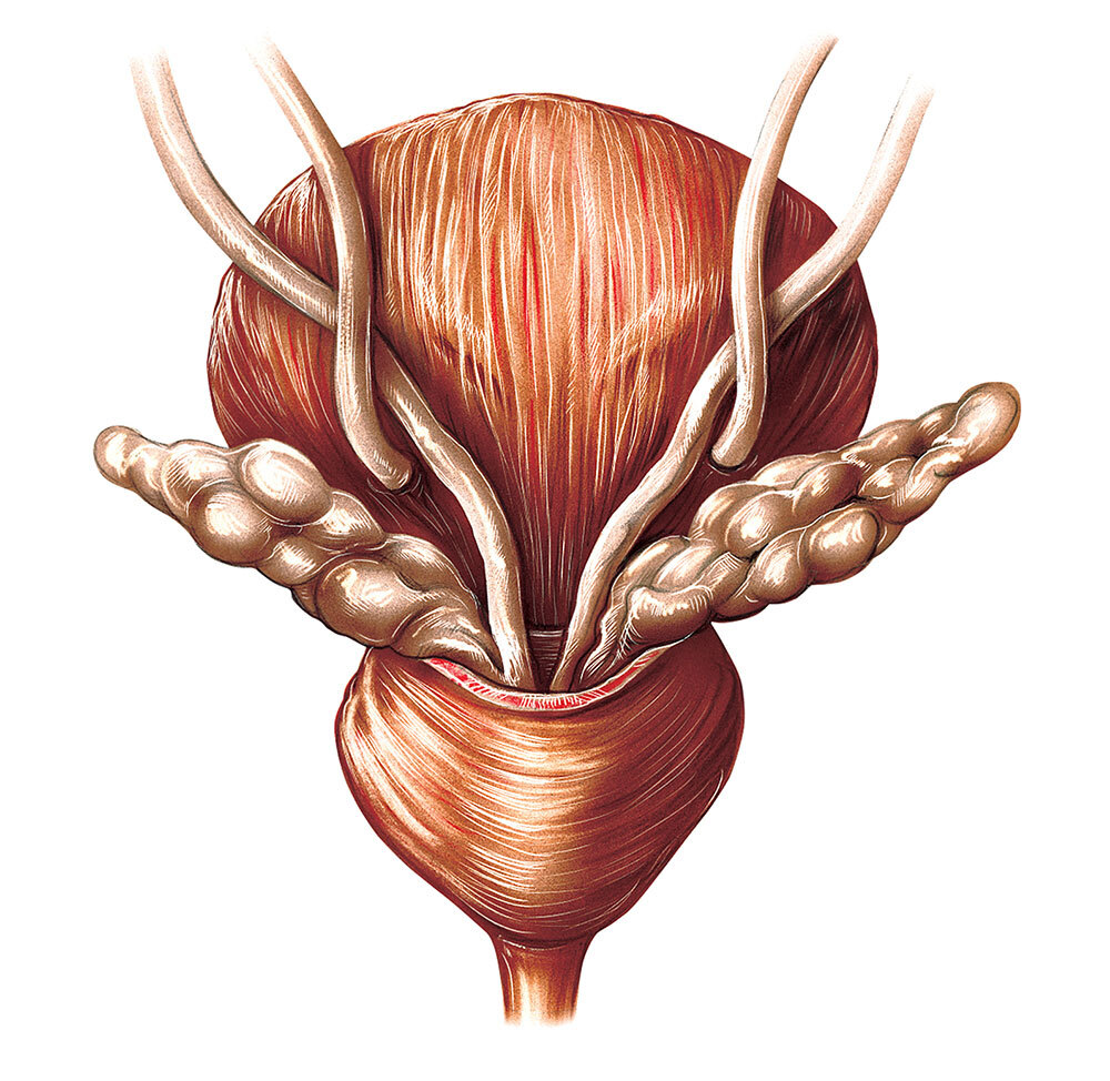 An image taken of the prostate sitting below the urinary bladder