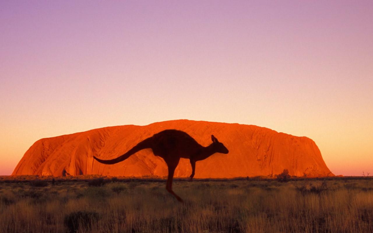 A kangaroo in front of Uluru in Australia