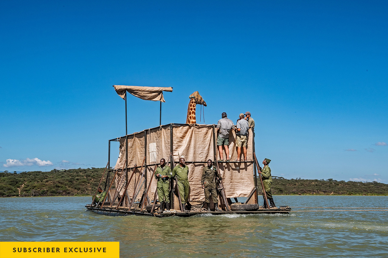 A team of rescuers made up of people from the Ruko Conservancy, the Kenya Wildlife Service, Save Giraffes Now, and the Northern Rangelands Trust ferry Asiwa to a newly built sanctuary on the mainland, using a homemade barge constructed from metal drums, steel beams, and tarps.