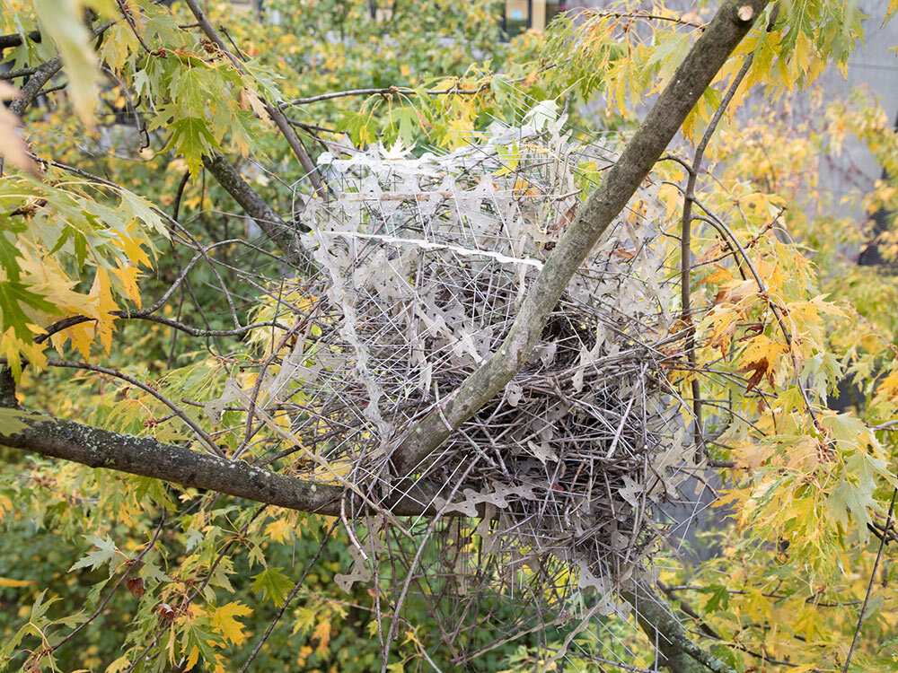 Eurasian magpies typically build their nests from thorny branches, but some birds have discovered anti-bird spikes work just as well—if not better.