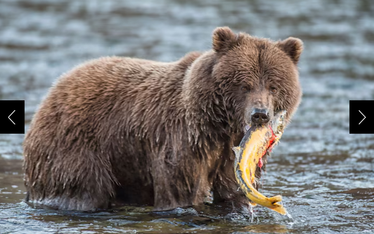 A grizzly bear grips a freshly caught salmon in Canada's Yukon Territory.